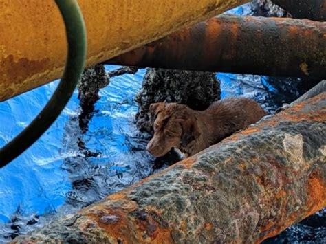 Dog Rescued After Being Found Swimming Past Oil Rig 130 Miles From