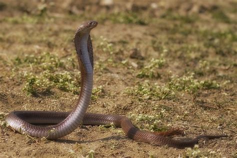 The 6 Most Venomous Snakes In India