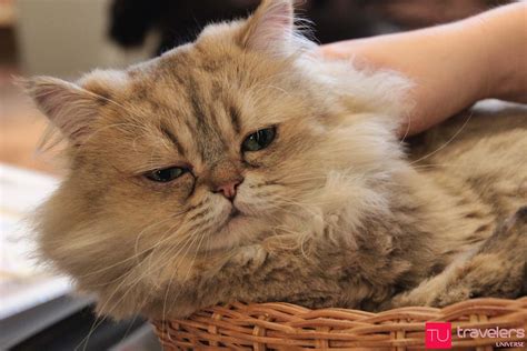 If being in a room full of cats makes you happy, a visit to for a small fee, visitors can sip on drinks while surrounded by friendly felines. 10 Places Animal Lovers Should Visit in Japan