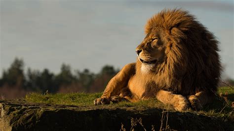 Lion Is Sitting On Grass With Shallow Background Of Trees And Sky 4k Hd