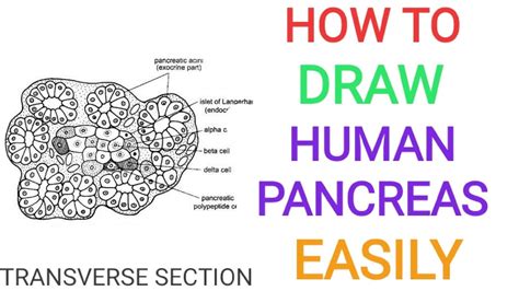 PANCREAS - How to draw human pancreas | Transverse section | T.S | Neat