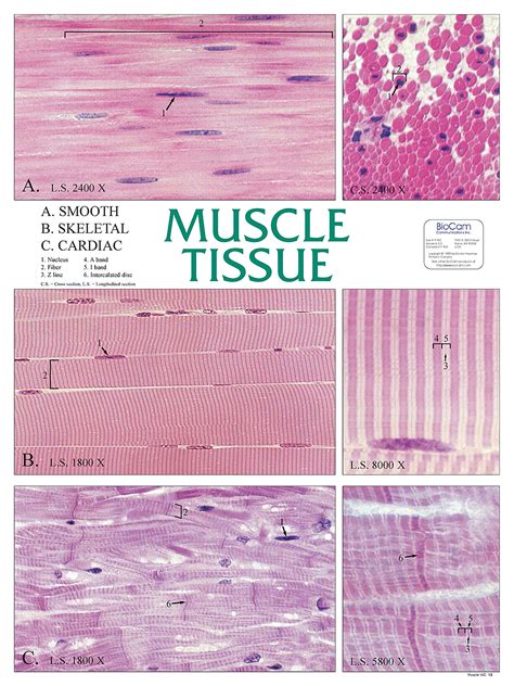 Types Of Muscle Tissue Chart