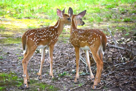 Whitetail Twin Fawns Photograph By Dianne Sherrill Pixels