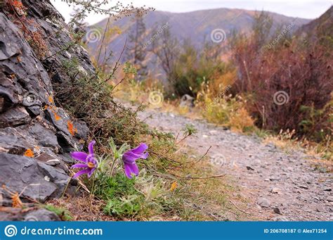 Two Flowers Of A Mountain Violet On A Rocky Mountainside With A Blurry