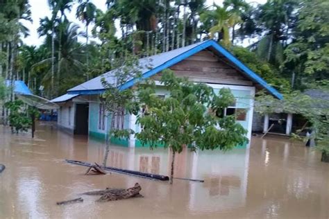 Petani Aceh Jaya Gagal Panen Akibat Banjir Antara News Aceh