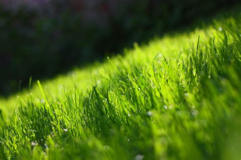 15 Amazing Grass Wallpapers