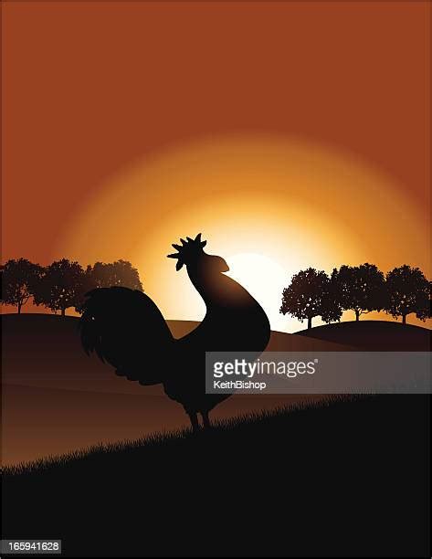 Rooster Wake Up Call Photos And Premium High Res Pictures Getty Images