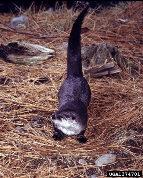 North American River Otter Lontra Canadensis Carnivora Mustelidae