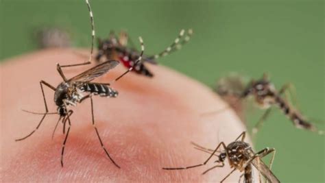 Aparece Peligroso Virus Transmitido Por Piquete De Mosquitos