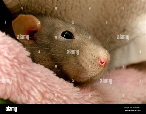 Adorable Pet Rats Stock Photo Alamy