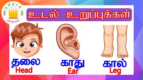 தமிழரசி மனித உடல் உறுப்புகள் Learn Body Parts Name In Tamil And