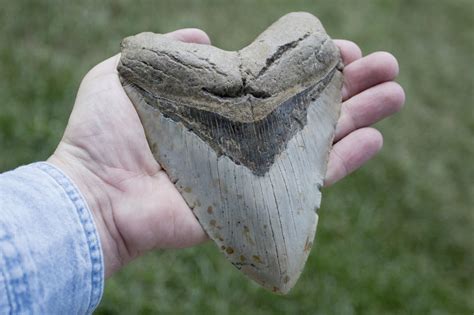 Megalodon Tooth Discovered In Croatia Shark Week Discovery