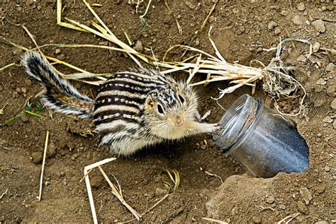 Ground Squirrel Animal Digging Hole Stock Photos Pictures And Royalty