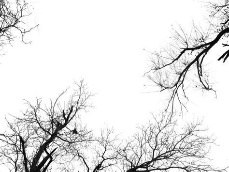 Free Black And White Tree Branch Plant Nature Texture Texture Lt
