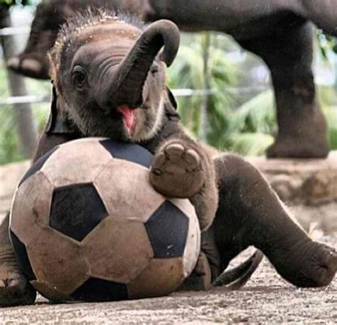 Baby Elephant Playing Soccer Probably The Cutest