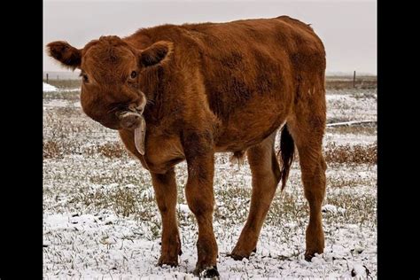 Animal Sanctuarys Willy The Wonder Cow Dies After Short Illness