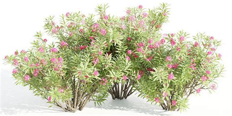 Nerium Oleander Collection Vol 112 Blender 3d Model Cgtrader