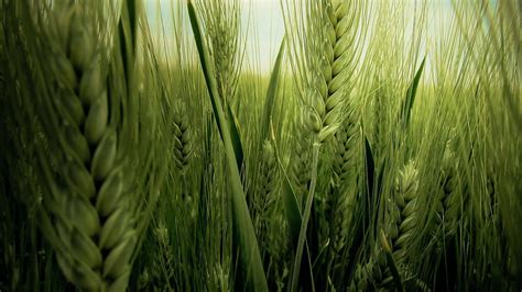 Wheat Hd Wallpaper Nature And Landscape Wallpaper Better