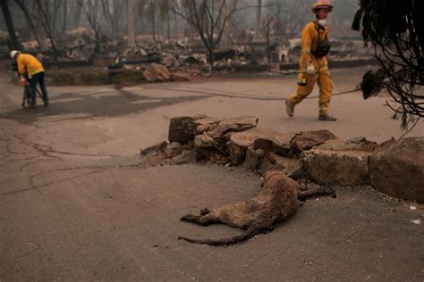 Photos Day 5 Camp Fire Becomes Deadliest Wildfire In California