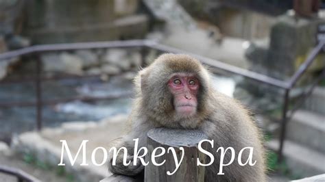 Monkey Spa Hot Spring 地獄谷野猿公苑 Youtube