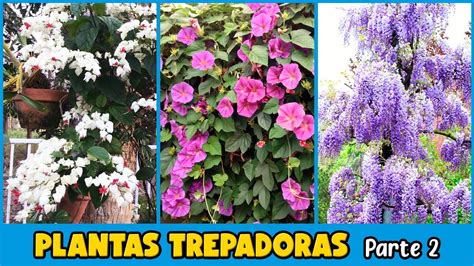 10 Plantas Trepadoras Con Flores Para Decorar El Hogar Youtube