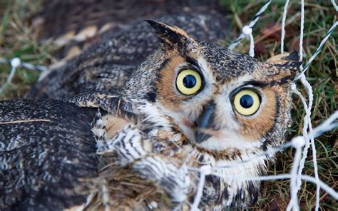 The Early Bird Great Horned Owls Virginia Dwr