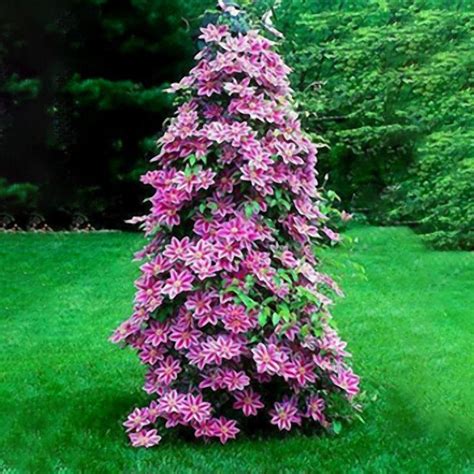 Native to africa and also called clockvine, this vine is a perennial that grows as an annual in temperate and cooler zones. Egrow 100Pcs Clematis Flower Seeds Perennial Vines ...