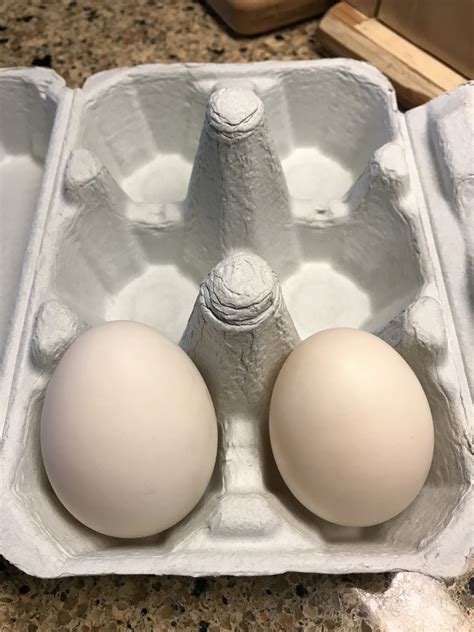 My First 2 Pekin Duck Eggs Were Laid Today So Exciting Pekin