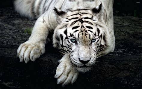 White Tiger With Beautiful Blue Eyes Resting On A Tree Log Wallpaper