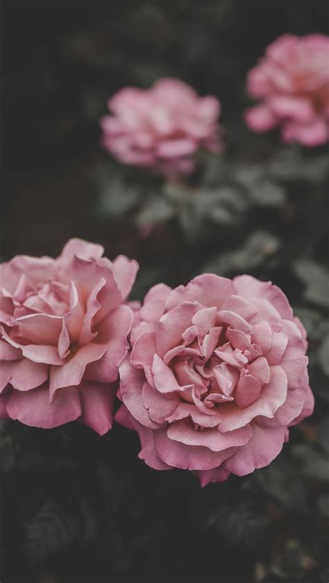 Selective Focus Of Two Pink Petaled Flowers Iphone Wallpapers Free Download