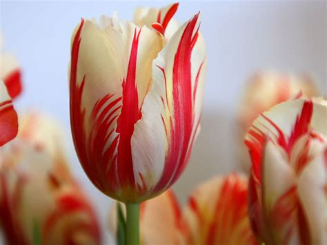 Bunga tulip mempunya banyak jenis warna, bunga ini sangat populer, ketika berbunga serempat di kebun lerlihat sangat indah. GAMBAR BUNGA: BUNGA TULIP