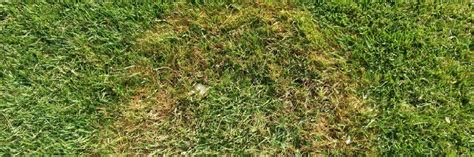 How To Control Summer Patch Solutions Pest And Lawn