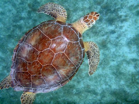 Wild Sea Turtle And The Wonderful Concordia Eco Resort