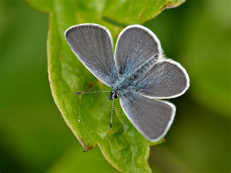 Silver Studded Blue Butterfly Conservation