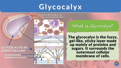 Glycocalyx Definition And Examples Biology Online Dictionary
