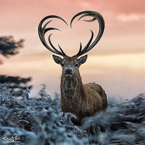 Stag With Heart Shaped Antlers Photo By Junkyardmax Tag