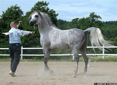 | breyer horse proud arabian stallion brown horse white socks dark mane. Beautiful Most Arabian Horse Ever dapple grey. | Horses ...