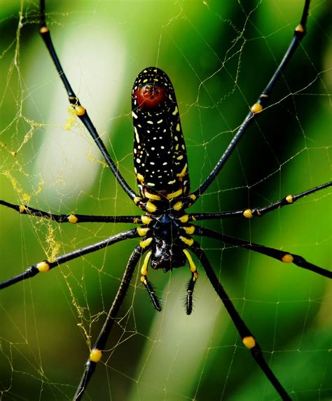 Giant Wood Spider Female Eastern Himalayas 2138m Al Flickr
