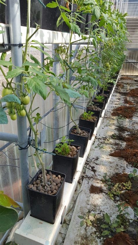 Tomato In Hydroponic Rtw Hydroponic Farming Hydroponics Diy