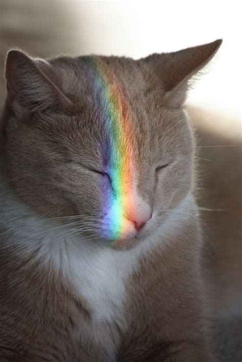 Rainbow Cat Cute Kittens Cats And Kittens Cats Bus Cats Meowing