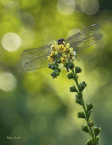 Dragonfly Flower Photograph By Rebecca Samler Fine Art America