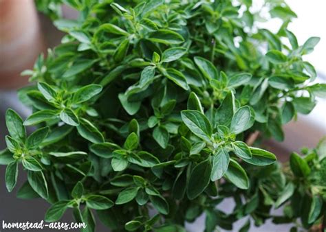 Growing Herbs Indoors Tips For Growing Herbs Indoors In