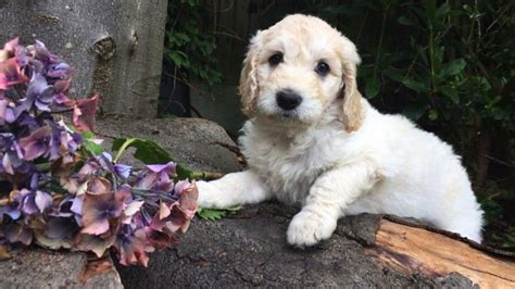 New jersey nj 08527 united states. Labradoodle Puppies For Sale | Highland Lakes Road, Vernon ...