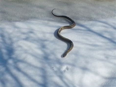 Snake Makes A Rare Winter Appearance Queen Annes County