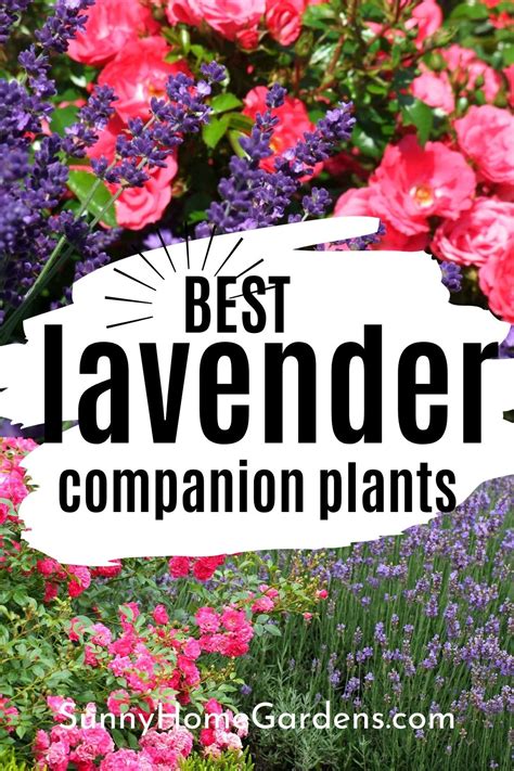 Lavender Companion Plants For A Beautiful Garden Sunny Home Gardens