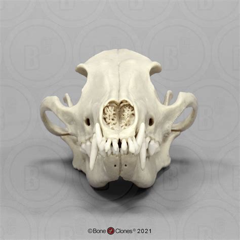Wolf Skull Top View