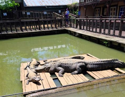 Best Alligator Farm In Shreveport La Gator Country Alligator Farm