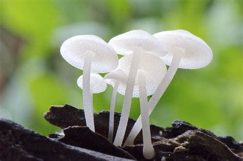 White Wild Mushroom Stock Photo Image Of Fungi Psychoactive 75045188