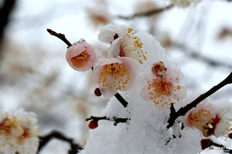 눈속에 피는 꽃 설중매설중매화꽃 And 복수초 네이버 블로그