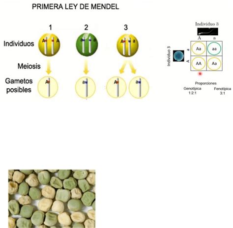 Resumen Ley Mendel 2 Introducción A La Biología Celular Y Molecular